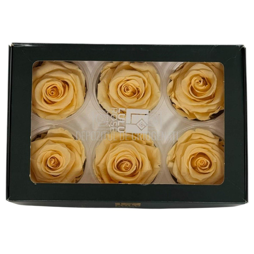 Trandafiri Criogenati Lulu L CHIC CHAMPAGNE (dia. 6-6,5cm, set 6 buc)