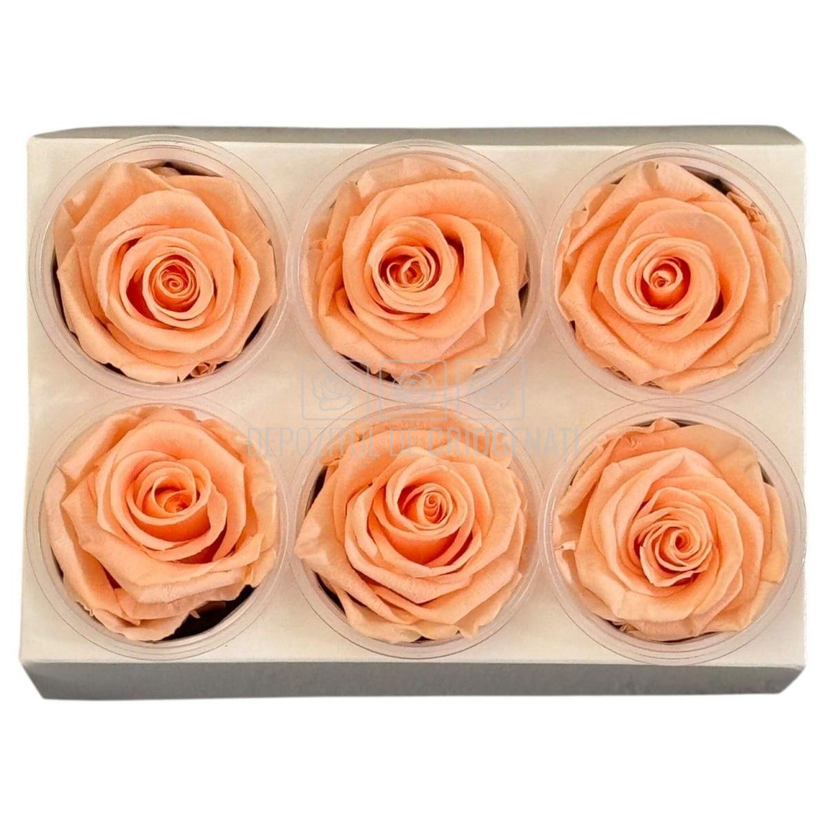 Trandafiri Criogenati Lulu L CORALICIOUS PEACH (dia. 6-6,5cm, set 6 buc)