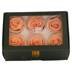 Trandafiri Criogenati Lulu L CORALICIOUS PEACH (dia. 6-6,5cm, set 6 buc)