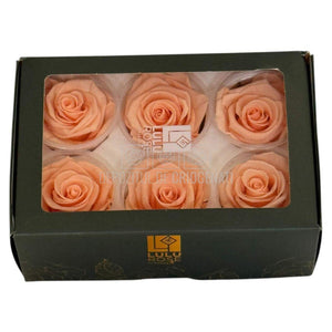 Trandafiri Criogenati Lulu L CORALICIOUS PEACH (dia. 6-6,5cm, set 6 buc)