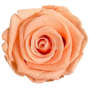 Trandafiri Criogenati Lulu L CORALICIOUS PEACH (dia. 6-6,5cm, set 6 buc)