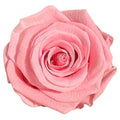 Trandafiri Criogenati Lulu L DELICATE BABY PINK (dia. 6-6,5cm, set 6 buc)