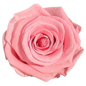 Trandafiri Criogenati Lulu L DELICATE BABY PINK (dia. 6-6,5cm, set 6 buc)