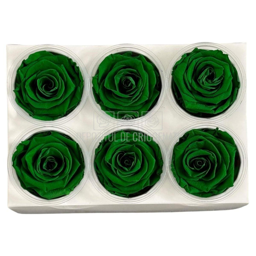 Trandafiri Criogenati Lulu L EXQUISITE GREEN (dia. 6-6,5cm, set 6 buc)