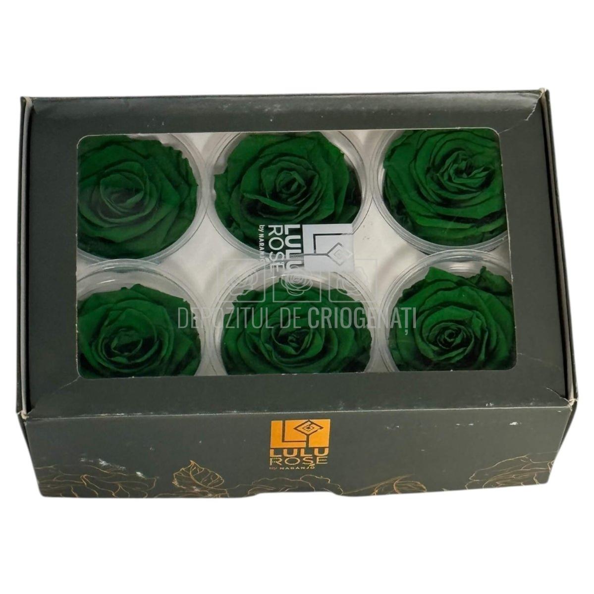 Trandafiri Criogenati Lulu L EXQUISITE GREEN (dia. 6-6,5cm, set 6 buc)