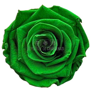 Trandafiri Criogenati Lulu L EXQUISITE GREEN (dia. 6-6,5cm, set 6 buc)