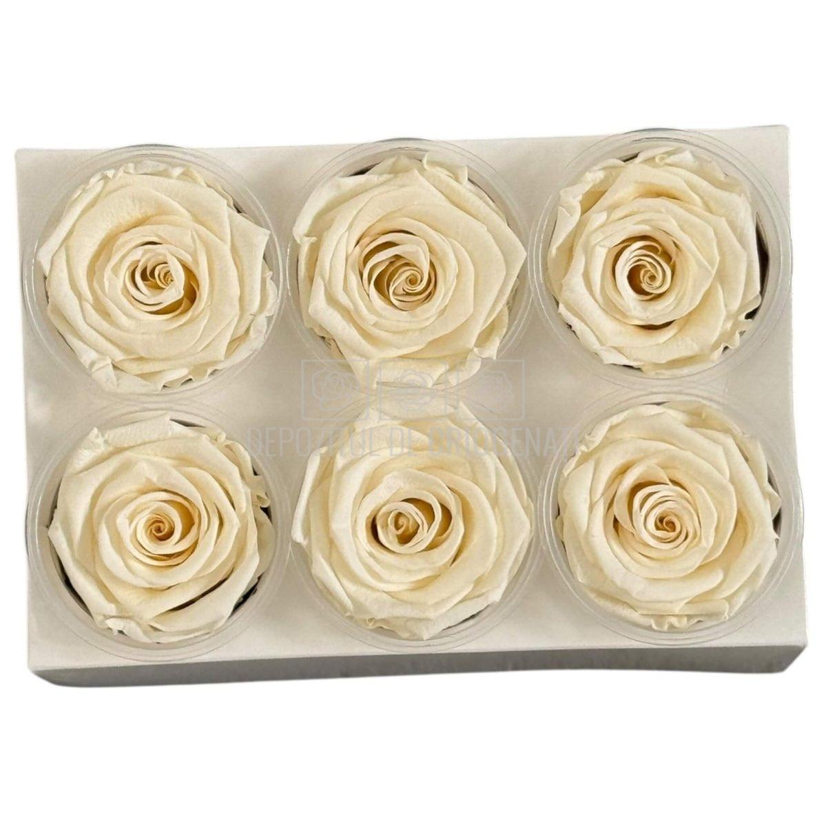 Trandafiri Criogenati Lulu L FANCY CREAM (dia. 6-6,5cm, set 6 buc)