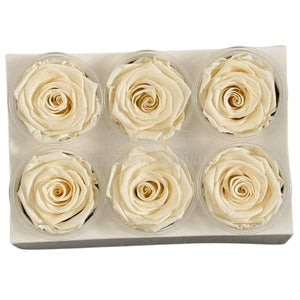 Trandafiri Criogenati Lulu L FANCY CREAM (dia. 6-6,5cm, set 6 buc)