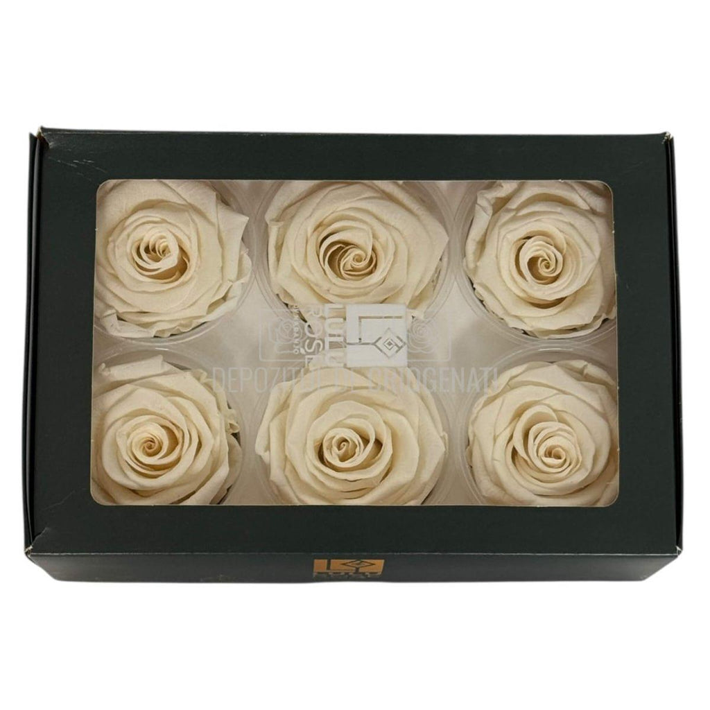 Trandafiri Criogenati Lulu L FANCY CREAM (dia. 6-6,5cm, set 6 buc)