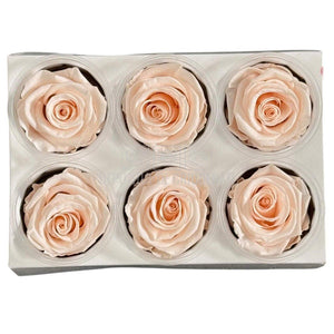 Trandafiri Criogenati Lulu L FASCINATING PORCELAIN (dia. 6-6,5cm, set 6 buc)