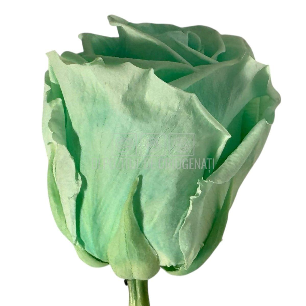 Trandafiri Criogenati Lulu L MAJESTIC LIGHT MINT (dia. 6-6,5cm, set 6 buc)
