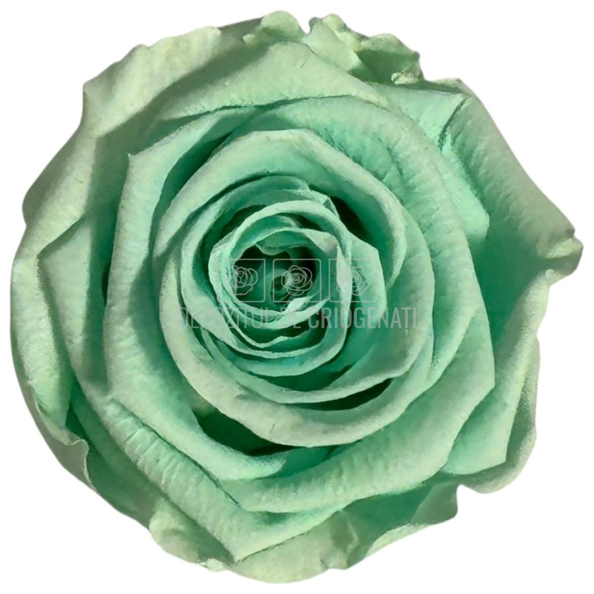Trandafiri Criogenati Lulu L MAJESTIC LIGHT MINT (dia. 6-6,5cm, set 6 buc)