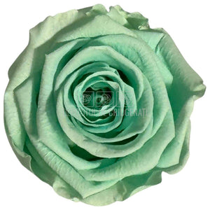Trandafiri Criogenati Lulu L MAJESTIC LIGHT MINT (dia. 6-6,5cm, set 6 buc)