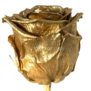 Trandafiri Criogenati Lulu L METALIC GOLD (dia. 6-6,5cm, set 6 buc)