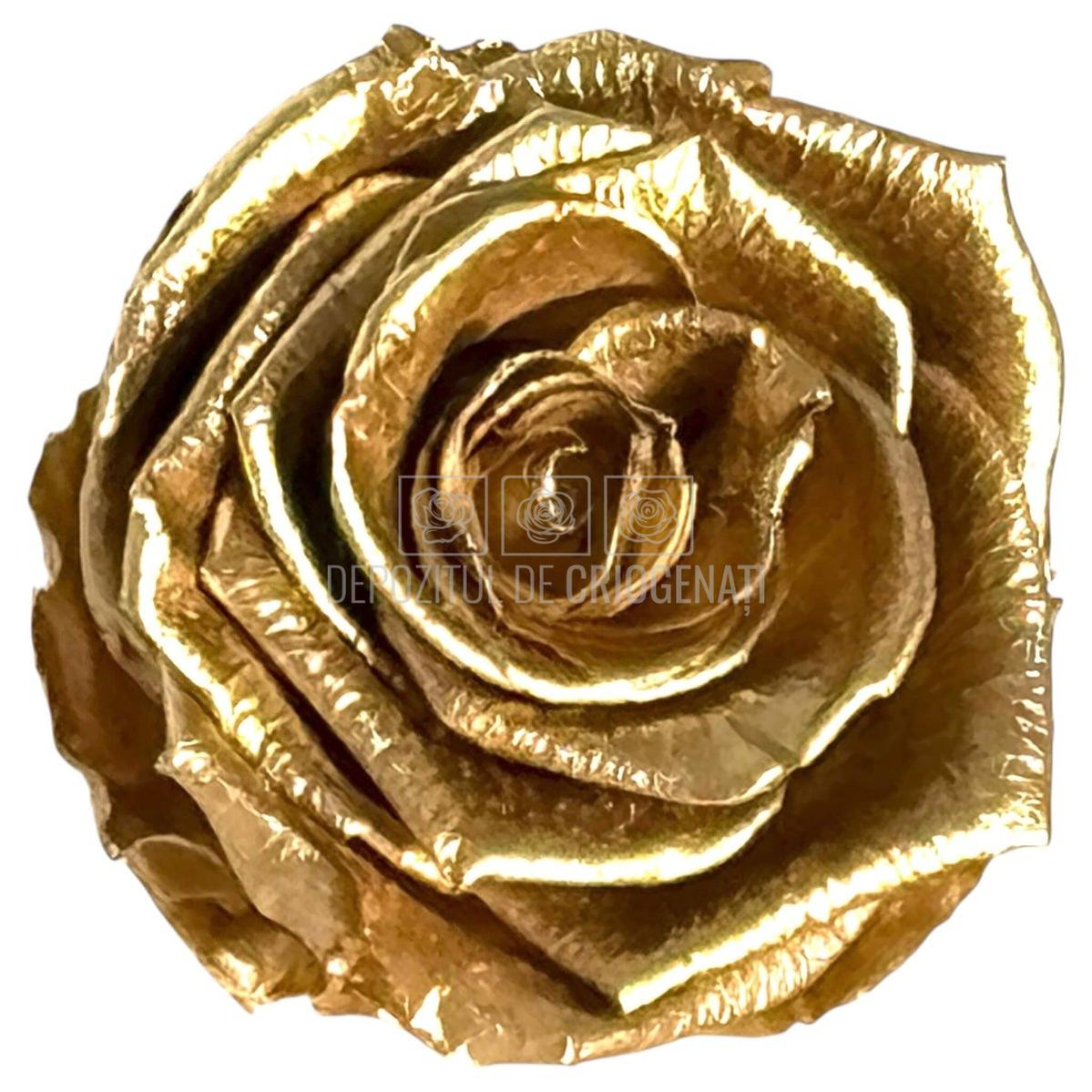 Trandafiri Criogenati Lulu L METALIC GOLD (dia. 6-6,5cm, set 6 buc)