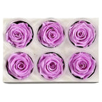 Trandafiri Criogenati Lulu L NOBEL LILIAC (dia. 6-6,5cm, set 6 buc)