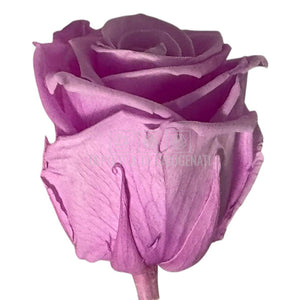 Trandafiri Criogenati Lulu L NOBEL LILIAC (dia. 6-6,5cm, set 6 buc)