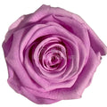 Trandafiri Criogenati Lulu L NOBEL LILIAC (dia. 6-6,5cm, set 6 buc)