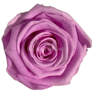 Trandafiri Criogenati Lulu L NOBEL LILIAC (dia. 6-6,5cm, set 6 buc)