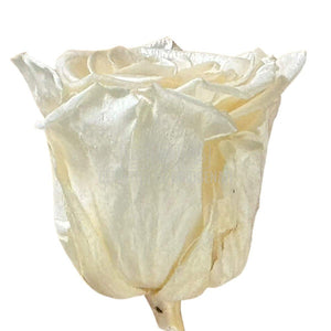 Trandafiri Criogenati Lulu L PEARLESCENT IVORY (dia. 6-6,5cm, set 6 buc)