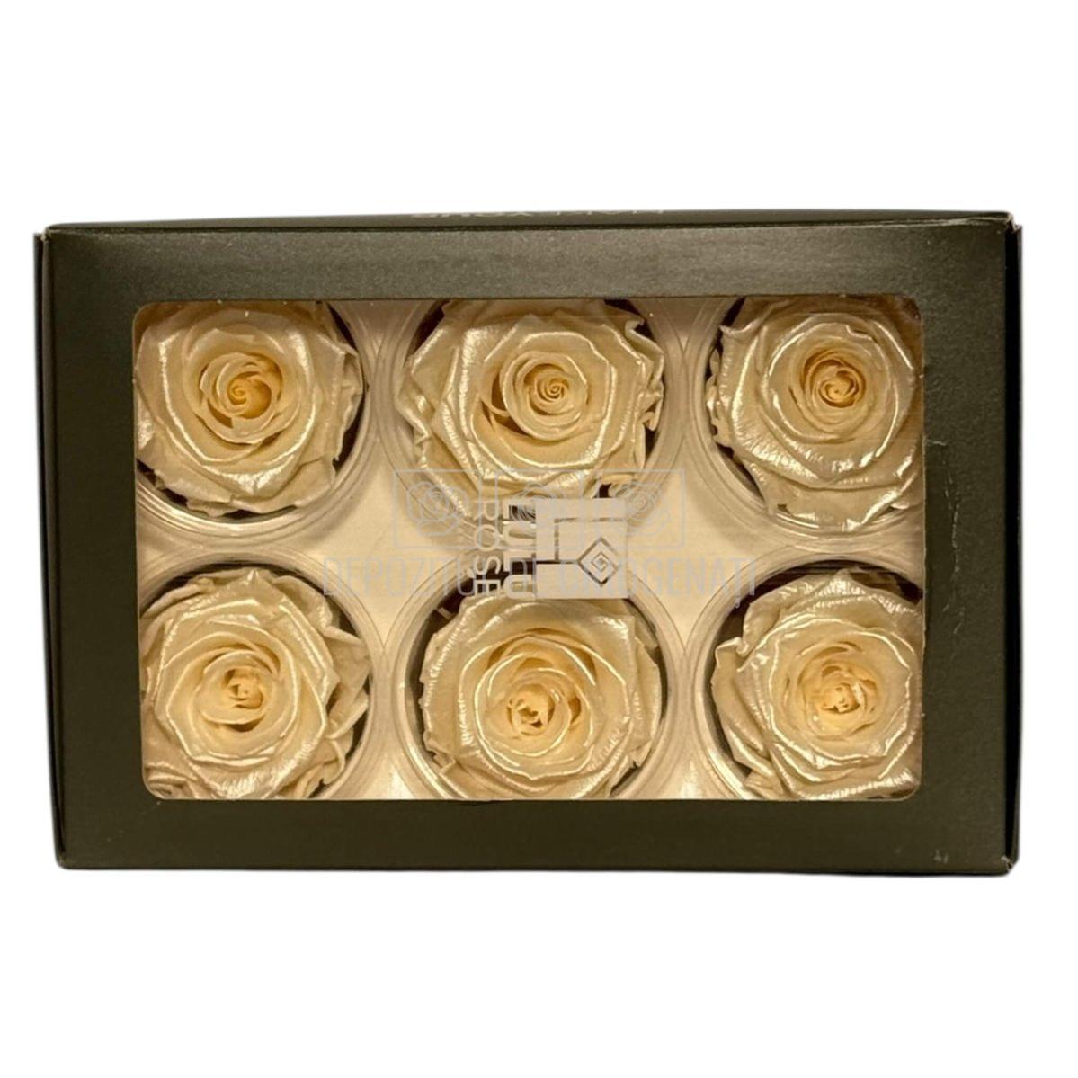Trandafiri Criogenati Lulu L PEARLESCENT IVORY (dia. 6-6,5cm, set 6 buc)
