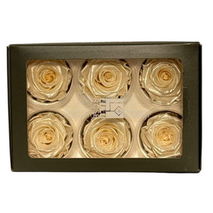 Trandafiri Criogenati Lulu L PEARLESCENT IVORY (dia. 6-6,5cm, set 6 buc)