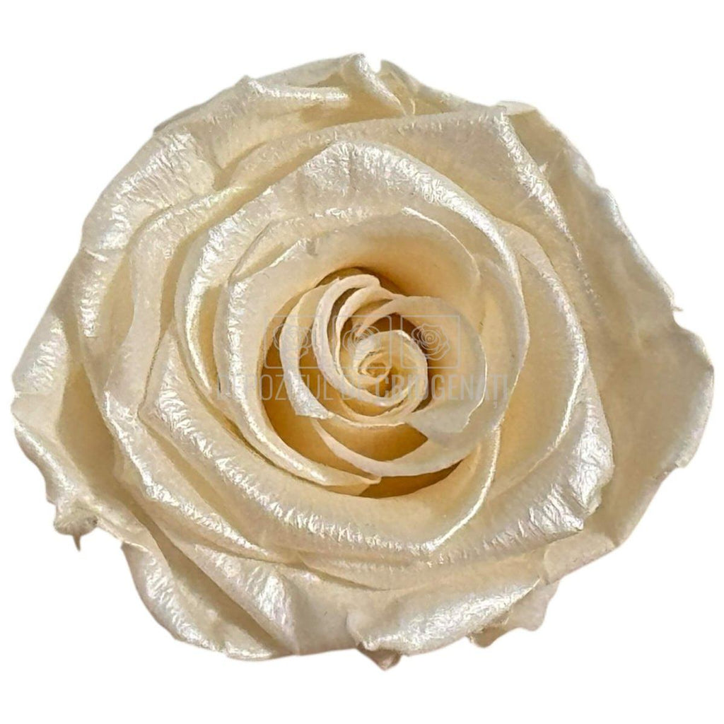 Trandafiri Criogenati Lulu L PEARLESCENT IVORY (dia. 6-6,5cm, set 6 buc)