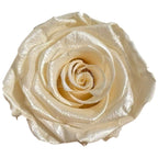 Trandafiri Criogenati Lulu L PEARLESCENT IVORY (dia. 6-6,5cm, set 6 buc)