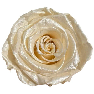 Trandafiri Criogenati Lulu L PEARLESCENT IVORY (dia. 6-6,5cm, set 6 buc)