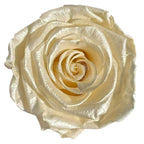 Trandafiri Criogenati Lulu L PEARLESCENT IVORY (dia. 6-6,5cm, set 6 buc)
