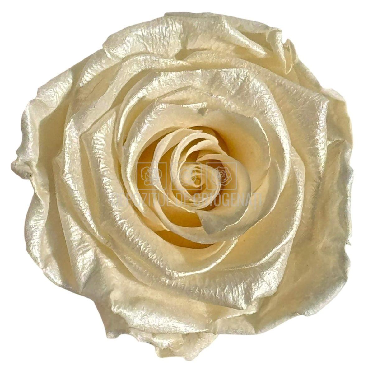 Trandafiri Criogenati Lulu L PEARLESCENT IVORY (dia. 6-6,5cm, set 6 buc)