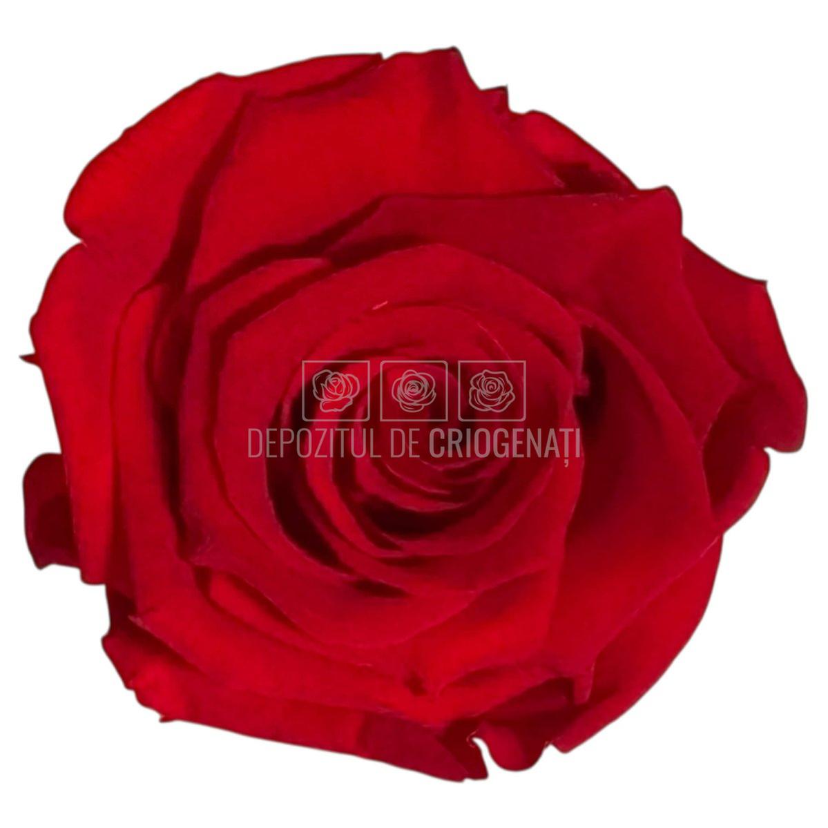 Trandafiri Criogenati Lulu L SUBLIME CHERRY RED (dia. 6-6,5cm, set 6 buc)