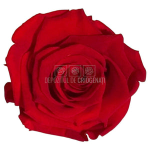 Trandafiri Criogenati Lulu L SUBLIME CHERRY RED (dia. 6-6,5cm, set 6 buc)