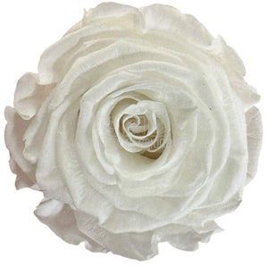 Trandafiri Criogenati Lulu S Angelical White (Ø4,5-5cm, 8 buc)