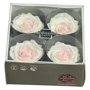 Trandafiri Criogenati PREMIUM BICOLOR - Alb cu Roz