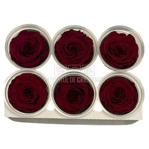 Trandafiri Criogenati RoseAmor XL PIN-02 - Set 6 buc