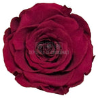 Trandafiri Criogenati RoseAmor XL PIN-02 - Set 6 buc