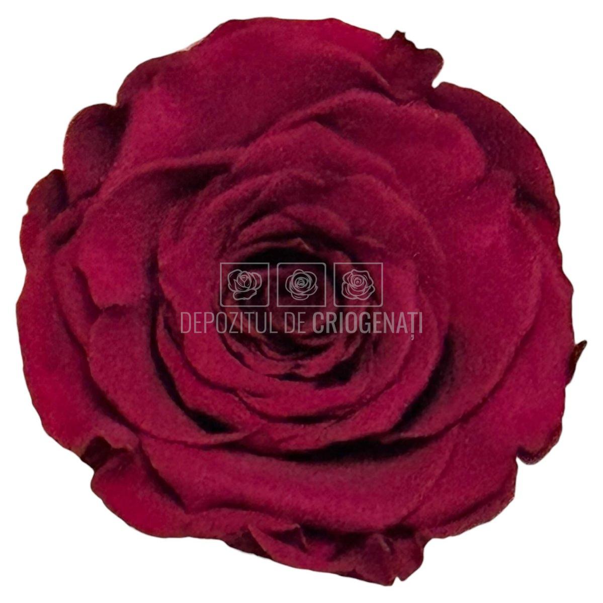 Trandafiri Criogenati RoseAmor XL PIN-02 - Set 6 buc