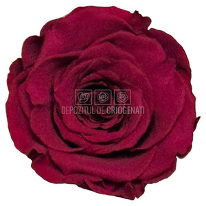 Trandafiri Criogenati RoseAmor XL PIN-02 - Set 6 buc