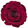 Trandafiri Criogenati RoseAmor XL PIN-02 - Set 6 buc