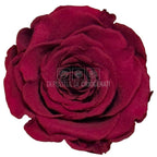 Trandafiri Criogenati RoseAmor XL PIN-02 - Set 6 buc