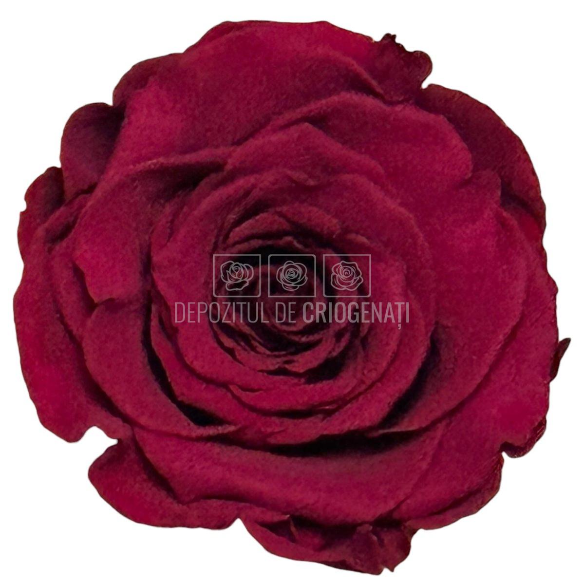 Trandafiri Criogenati RoseAmor XL PIN-02 - Set 6 buc