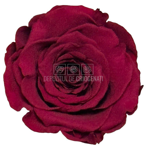 Trandafiri Criogenati RoseAmor XL PIN-02 - Set 6 buc