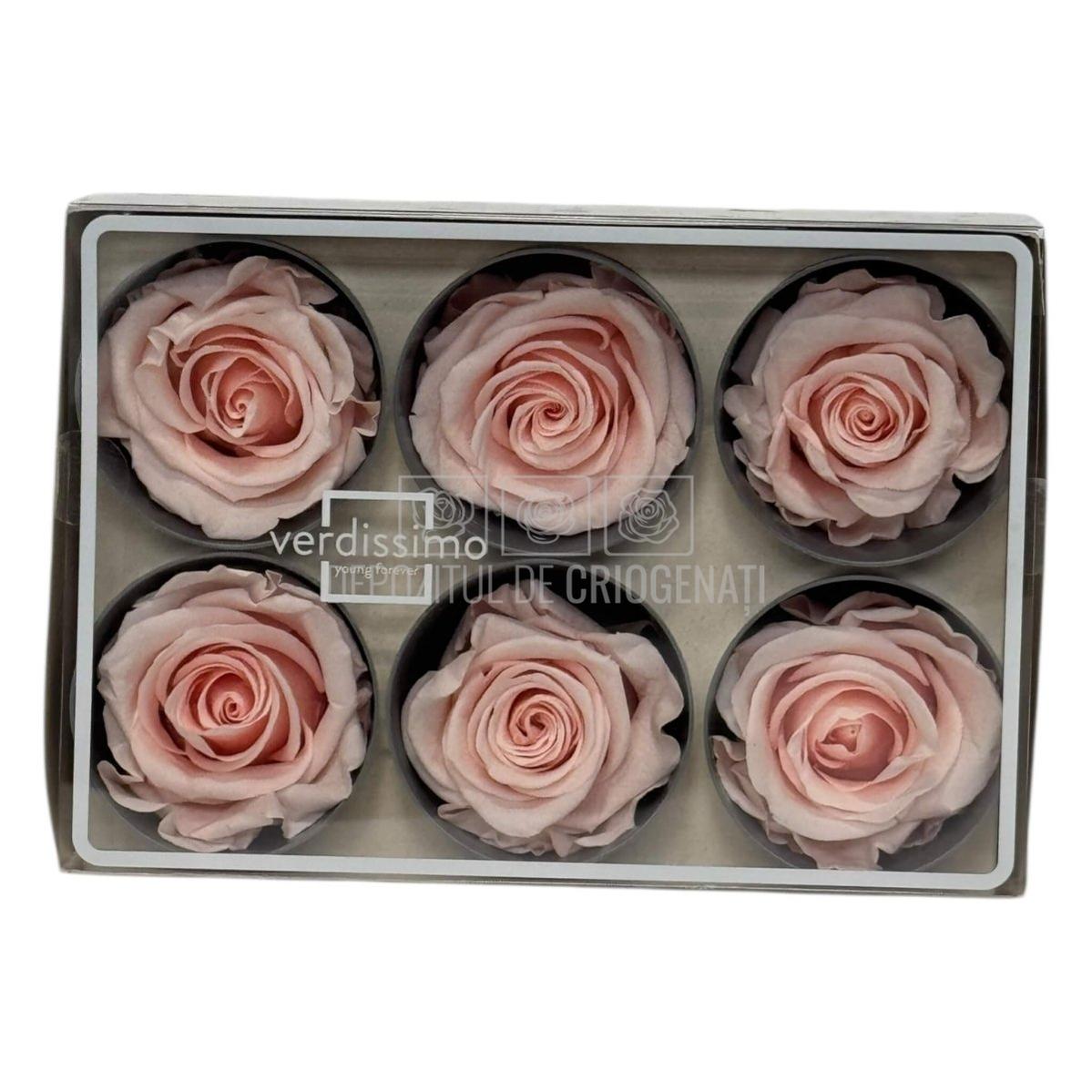 Trandafiri Criogenati STANDARD DUSTY PINK (dia. 5-5,5cm; set 6 buc /cutie)