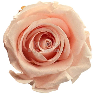 Trandafiri Criogenati STANDARD DUSTY PINK (dia. 5-5,5cm; set 6 buc /cutie)