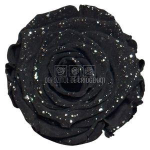 Trandafiri Criogenati XL BLA GALAXY - set 6 buc RoseAmor