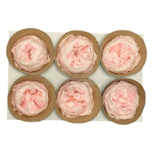 Trandafiri Criogenati set 6 buc - NIKI PIN-99