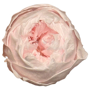 Trandafiri Criogenati set 6 buc - NIKI PIN-99