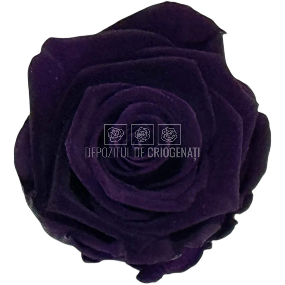 Trandafiri criogenati Lulu L CHARMING PURPLE (dia. 6-6,5cm, set 6 buc)