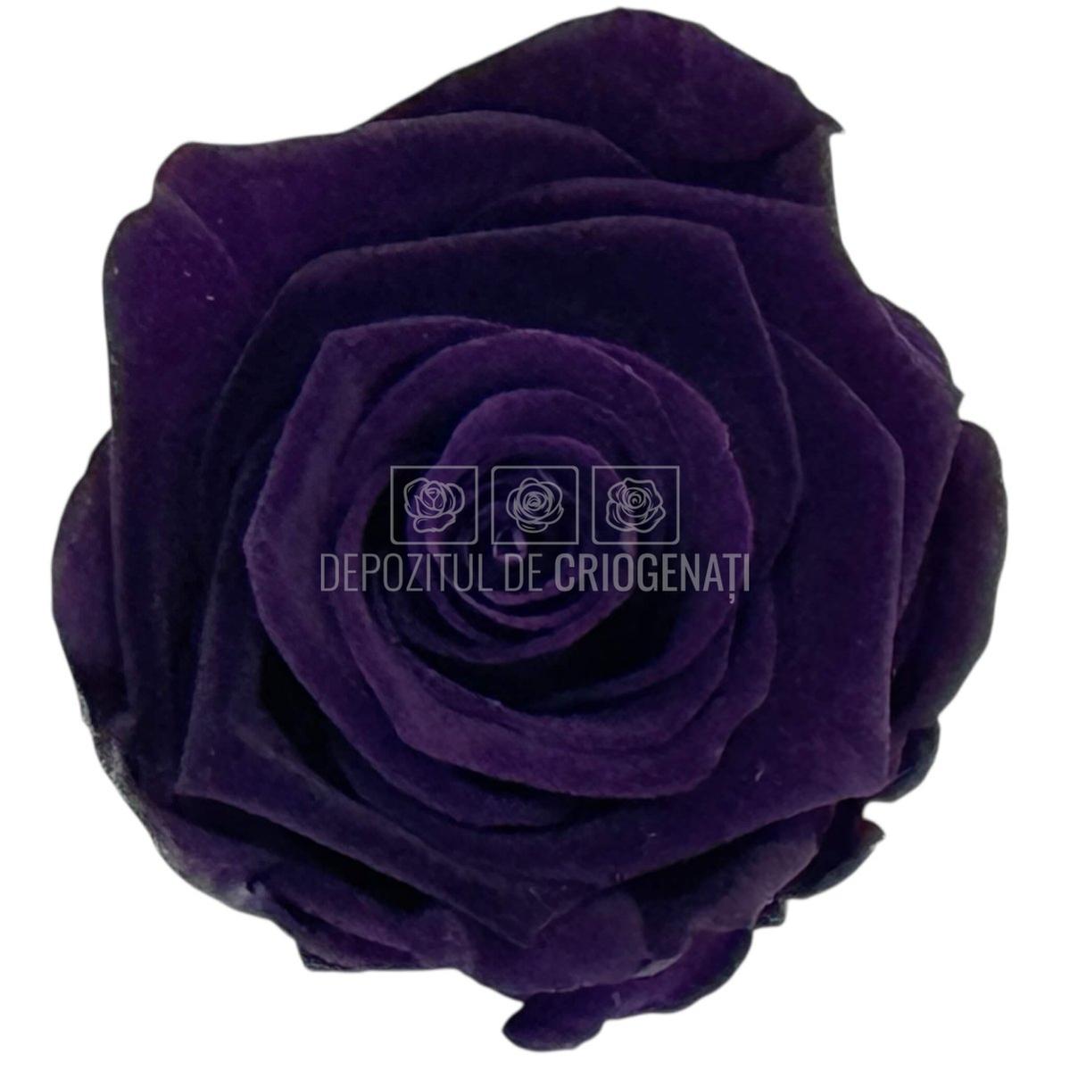 Trandafiri criogenati Lulu L CHARMING PURPLE (dia. 6-6,5cm, set 6 buc)